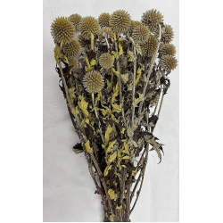 Preserved Echinops Yellow (20)